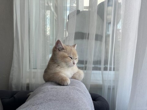 3 aylık kedimiz