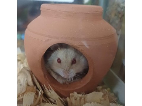 Yavru hamster gonzales