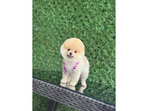 Sağlık ve ırk garantili pomeranian