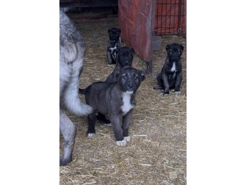 Show kalite safkan sivas kangal yavrularımız