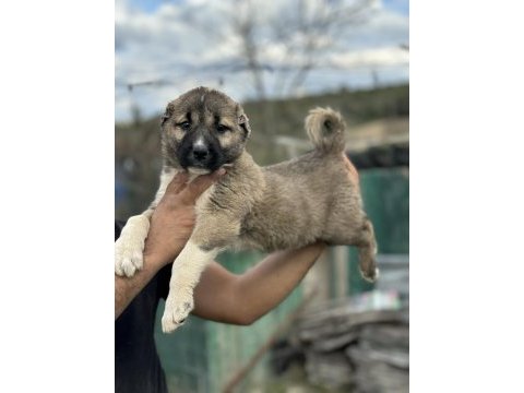 Karaboğa kangal yavruları bir
