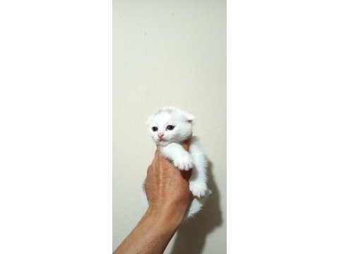 Dünyalar tatlısı uyguna scottish fold bebek