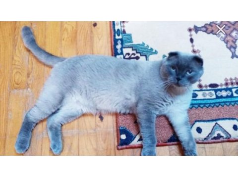 Scottish fold blue point erkek
