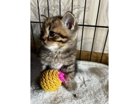 Oyuncu sağlıklı tuvalet eğitimi olan scottish fold yavrular