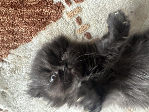 Scottish fold cinsi kedilerimi sahiplendirmek istiyorum