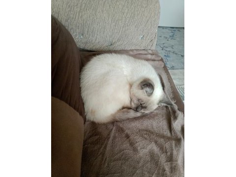 Malzemeleriyle verilecek siyam kedisi