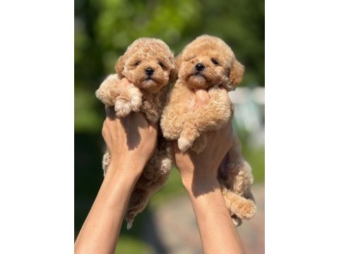 Evinize neşe getirecek teacup maltipoo yavrularımız