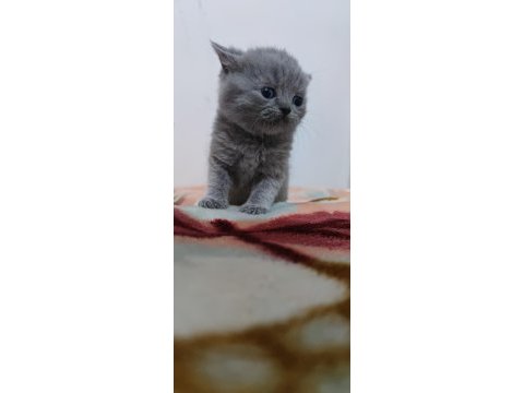 Biri balmı dedi british shorthair