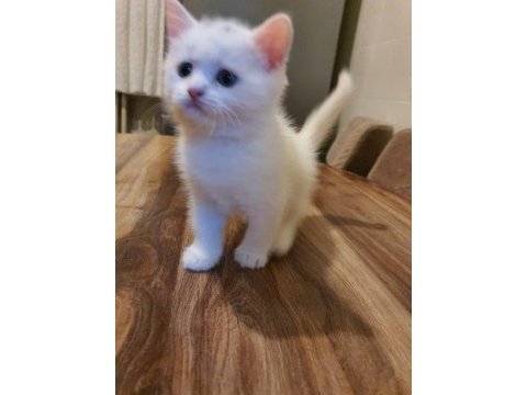 Eğitimli british shorthair