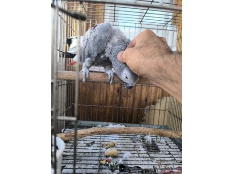 Kendini sevdiren jako papağanı