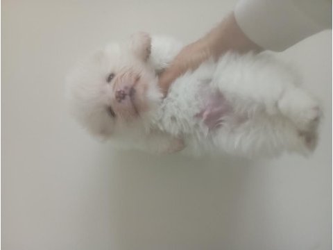 Süt beyaz tea cup pomeranian uyguna yavrular