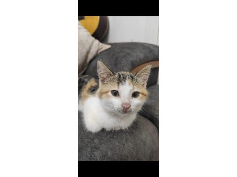 Kedi sahiplendirme (2 veya 1 kedi)