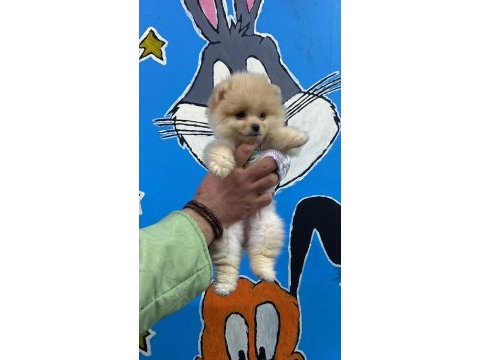 Pomeranian boo 60 günlük köpekler