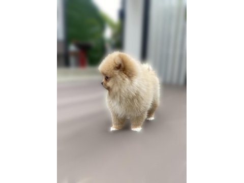 Aşılı orjinal pomeranian boo yavru
