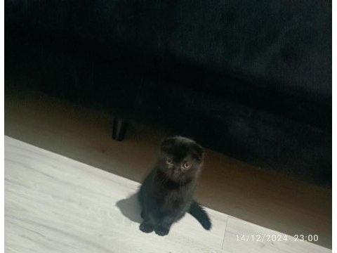 65 günlük scottish fold smoke