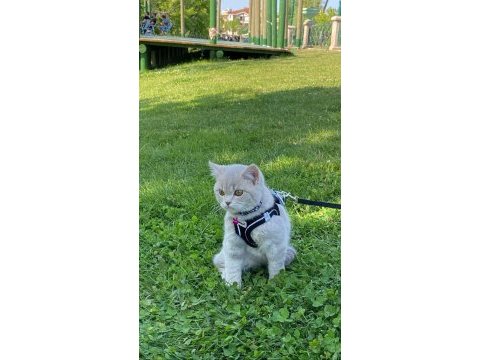 British longhair 7 aylık