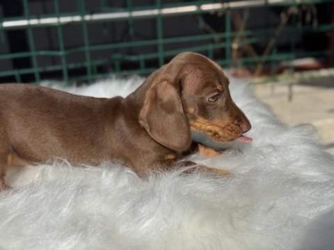 Petmode köpek çiftliğinden dachshund yavrumuz