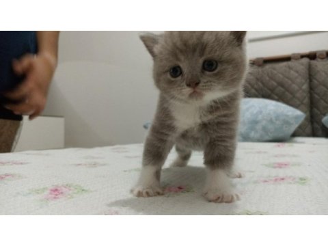 British shorthair blue point yavruları