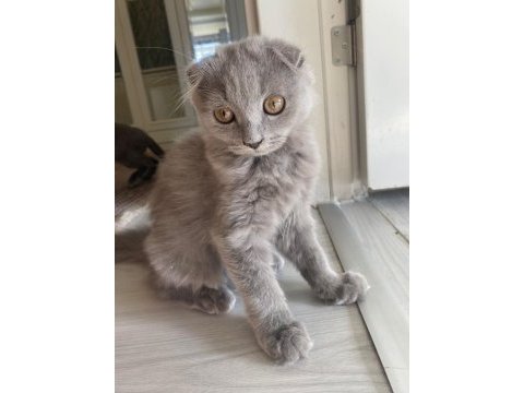 British shorthair kedimize sıcak bir yuva arıyoruz