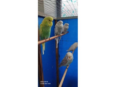 Yerli jumbo şov jumbo muhabbet kuşu