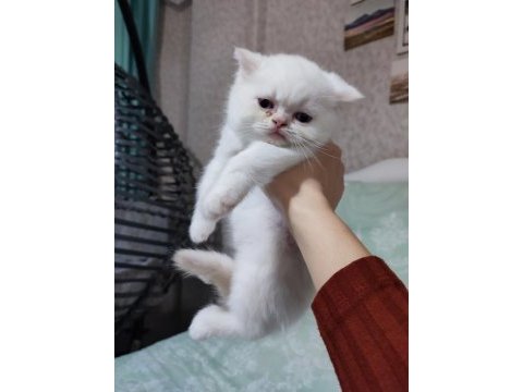 Bal tatlısı küçük exotic shorthair kızımız