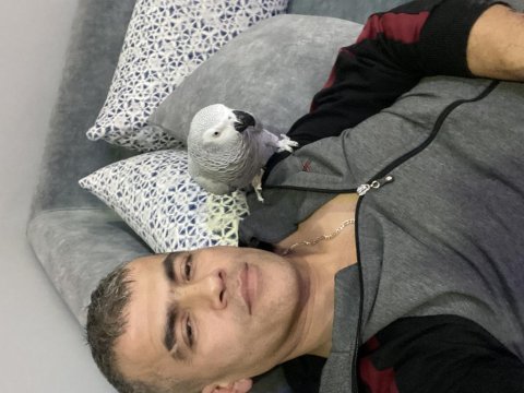Full evcil jako papağanı