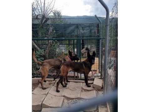 Show kalite belçika malinois bebeklerimiz