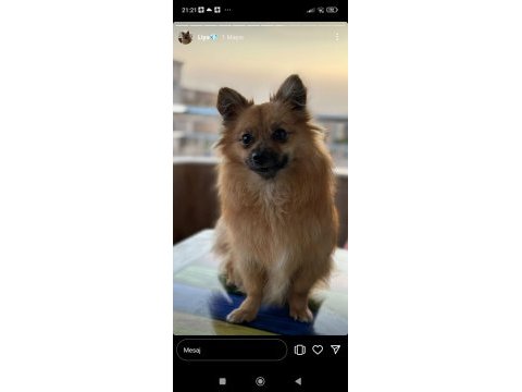 Adana içi pomeranian