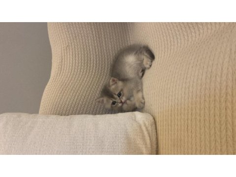 British longhair 2 aylık dişi yavru sevgi dolu yuva