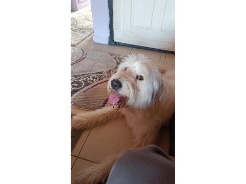 Golden doodle mix (dişi)