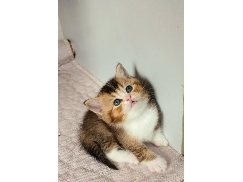 Fawn tortie bicolor scottish fold bilek golden
