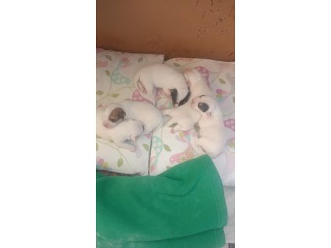Saf kan terrier jack russell