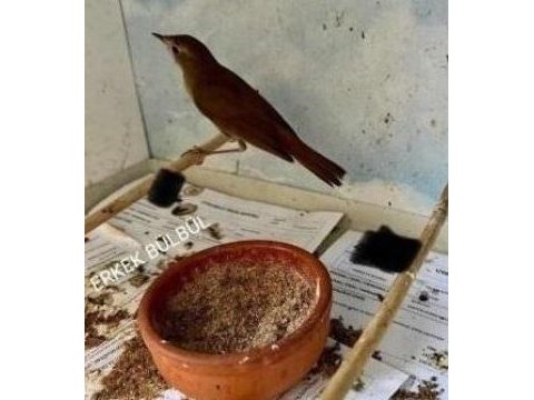 Yavrudan besleme erkek ve dişi orijinal bülbüller