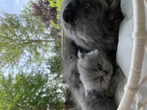 1 aylık british longhair yavrular