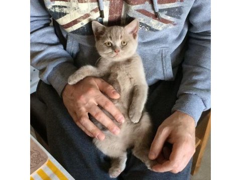 Nadir renk fawn lılac brıtısh shorthaır yavrularr