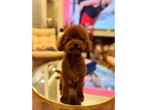Teslime hazır yavru köpekler