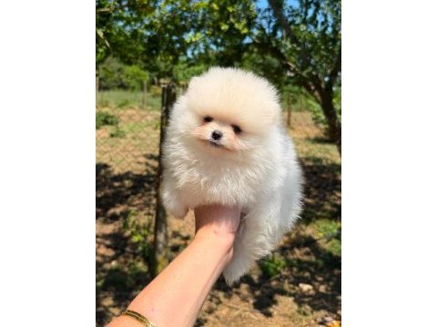 Sağlık ve ırk garantili pomeranian boo