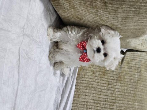 Safkan 0 numara kore maltese bebekler