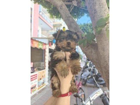 A kalite yorkshire terrier dişi bebekler