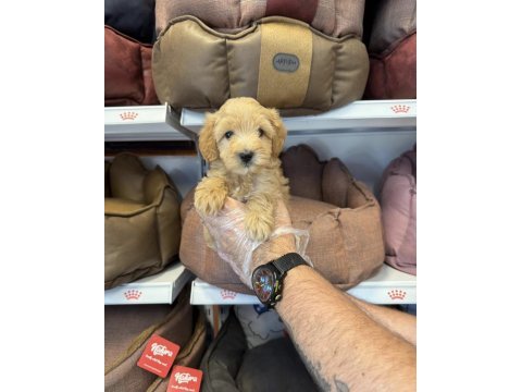 Maltipoo babyface yavrularımız