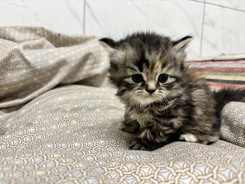 British longhair yavru