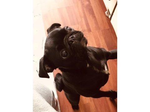 Sahibinden ücretli dişi pug daha bir yaşında