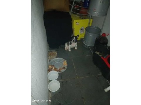 Fransız bulldog yavrular