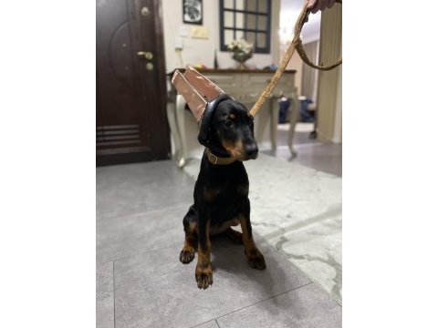 3.5 aylık dişi doberman yavrumuz