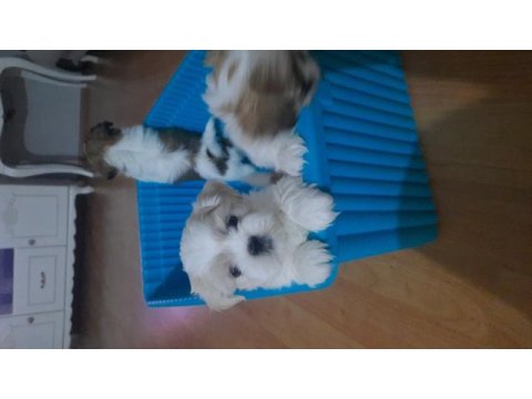 Yakışıklı shih tzu oğluşlarım