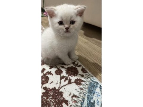 Lynx point british bebekler
