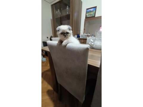 Scottish fold kızımız yeni yuvasını bekliyor