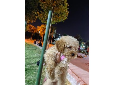Akıllı bir kız çocuğu poodle