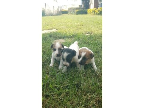 Show kalite fırlama jack russell terrier yavruları