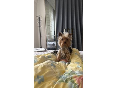 Köpeğimiz için lütfen açıklama okuyun